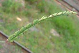 Image result for Urochloa panicoides