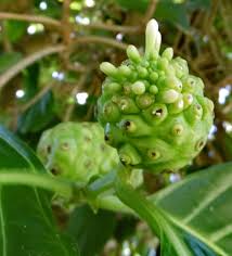 Image result for Morinda