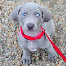 Touchstone weimaraner puppies are home raised, socialized, started on crate training and potty training, and exposed to birds. Surrender To The Hypnotic Eyes Of These Weimaraner Puppies