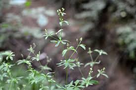 Image result for Pavetta stenosepala