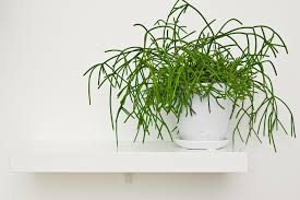 Image result for Rhipsalis baccifera