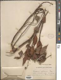 Image result for Chaetocarpus