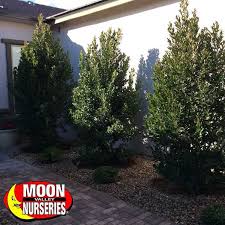 Numerous tiny scented white flowers; Trees Moon Valley Nurseries Palm Trees Blueberry Tree Hedge Trees Backyard Renovations