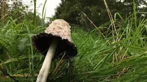 Check spelling or type a new query. Shaggy Inkcap The Wildlife Trusts