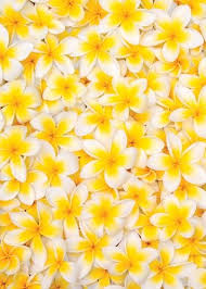Yellow Pinned With Bazaart Yellow Flowers Yellow Aesthetic Shades Of Yellow