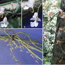 Image result for Tridactyle gentilii