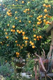 The valencia orange is the late season orange and is the leading sweet orange variety around the world. Valencia Orange Tree Full Size Picture Of Valencia Orange Tree Valencia Citrus Sinensis Garden Pictures Garden Trees Orange Tree