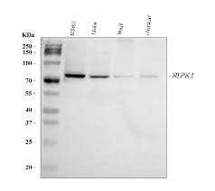 Image result for pakt ribbentrop-mo