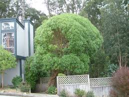 Image result for Myoporum laetum