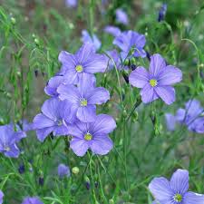 Image result for Linum