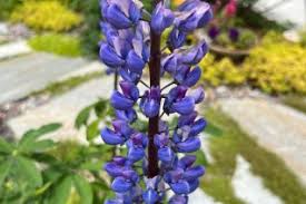 Image result for Lupinus
