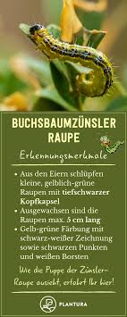 Buchsbaumzunsler Raupe Erkennungsmerkmale Besonders Markant Beim Buchsbaumzunsler Ist Seine Tiefschwarze Kopfk Buchsbaumzunsler Schadlinge Im Garten Pflanzen