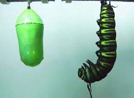 Extraordinaria Metamorfosis De La Mariposa Monarca Butterfly Metamorphosis Butterfly Monarch Butterfly