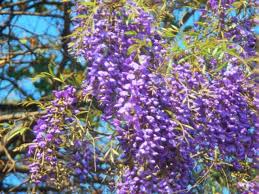 Image result for Bolusanthus