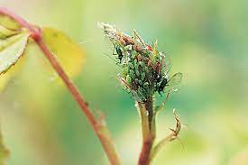 This beats the stuff at the hardware store with questionable ingredients all spray horticultural oil to wipe out any aphid eggs on fruit trees. Eradicate Aphids New Zealand Handyman Magazine