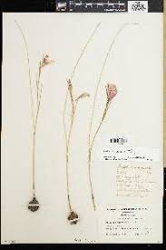 Image result for Gladiolus brachyphyllus