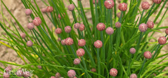 Turn that waste into a big profit. How To Harvest Chives All Year Round