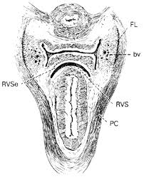 Check spelling or type a new query. Clinical Anatomy Of The Vulva Vagina Lower Pelvis And Perineum Glowm
