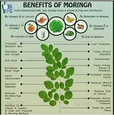 Pin By Jose Ribeiro On My Natural State Moringa Benefits Moringa Herbalism
