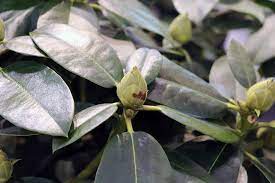 Rhododendren blühen nicht ursache gründe warum der rhododendron nicht blüht. Rhododendron Dungen 8 Hausmittel Als Dunger Fur Azaleen Hausgarten Net