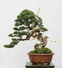 Pin By Bagus Wijaya On Bonsai Insp2 Japanese Bonsai Tree Bonsai Bonsai Art
