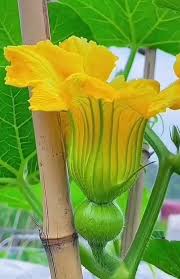 Image result for Eureiandra sp. A