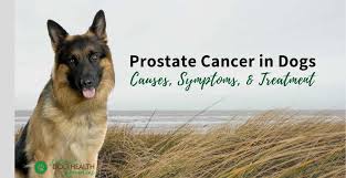 Once prostate cancer is diagnosed, it is given a grade: Prostate Cancer In Dogs Signs Causes Treatment Options
