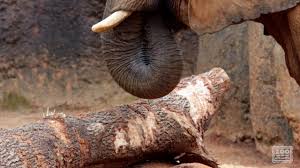 African elephants eat grassy vegetation, leaves and branches of trees. How An Elephant Eats Bark Youtube
