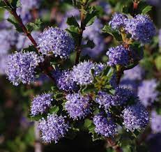 Purple flowering bush northern california. California Lilac Ceanothus