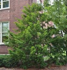 Image result for Eremospatha cuspidata