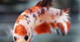 Live Betta Fish Orange Koi Hmpk Halfmoon Plakat Female K026 Betta Fish Betta Betta Aquarium