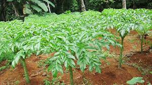 Harga katak porang ditahun 2021 kami memprediksikan stabil, meskipun dengan banyaknya petani pemula dalam tanaman. Harga Jual Per Kilo Tinggi Permintaan Ekspor Porang Hingga 2020 Masih Tinggi