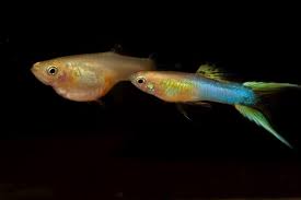 Wir haben wieder viele endler guppy jungtiere von japan blue abzugeben. Ds Blond Japan Blue Pgc Polish Guppy Club Facebook