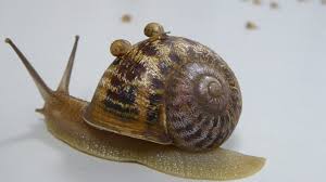How long does it take for snail eggs to hatch? Shell Shocked Snail Ends Up In Love Triangle Itv News Central