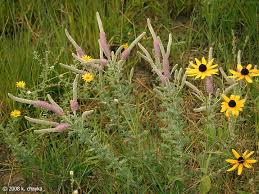 Image result for Landolphia villosa