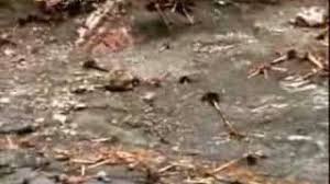 El terremoto de 1964 en alaska fue tan grande que una gran ola llegó a áfrica. Lituya Bay Megatsunami 1958 Youtube