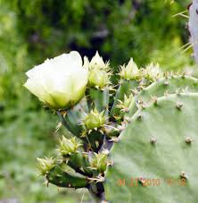 2.36mb, flowering cactus with white flowers picture with tags: White Flowers Cactus Jungle