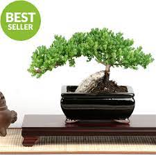 Juniper bonsai trees are great for beginners because they can be forgiving of mistakes and look old while still very young. Easternleaf Com Rock Juniper Bonsai Tree Only 35