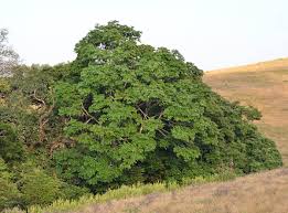 Image result for Anthonotha