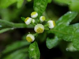 Image result for Dichrocephala