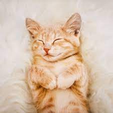 Maybe you would like to learn more about one of these? 100 Best Girl Cat Names Unique And Cute Female Kitten Name Ideas
