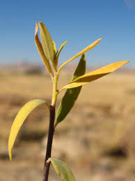 Image result for Euphorbia guerichiana