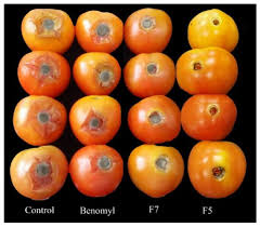 Bakun agri products black pepper, cocoa beans. Agronomy Free Full Text Development Of Vernonia Amygdalina Leaf Extract Emulsion Formulations In Controlling Gray Mold Disease On Tomato Lycopersicon Esculentum Mill Html