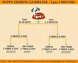 What Should Be The Diet Of My 1 Month Old Rottweiler Puppy