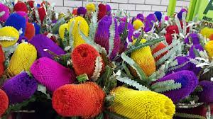 Banksia Mix Tinted Banksia Flowers Available Year Round From South Africa Flowers Africa South Africa