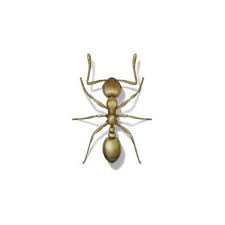 Certified home inspections identifies the most common of species in northwest indiana, the eastern. Pharaoh Ant Identification Behavior Hitmen Termite Pest Control