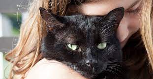 The kind pet cremation promise at kind pet cremation, our job is to help ease the pain of losing a beloved pet by providing simple cremation services and pet memorials. Pet Burial And Cremation In Denver Caring Pathways