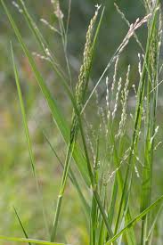 Image result for Panicum pseudoracemosum