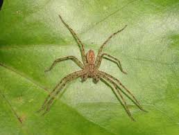 Image result for Pseudopod Ospermum