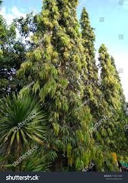 Image result for Monoon longifolium
